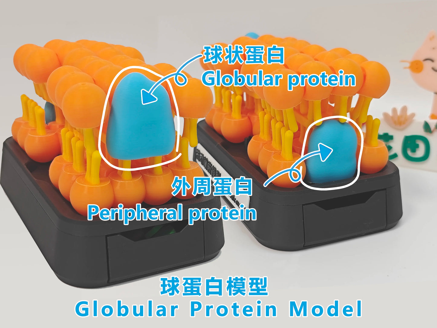Modelo anatómico de mosaico fluido