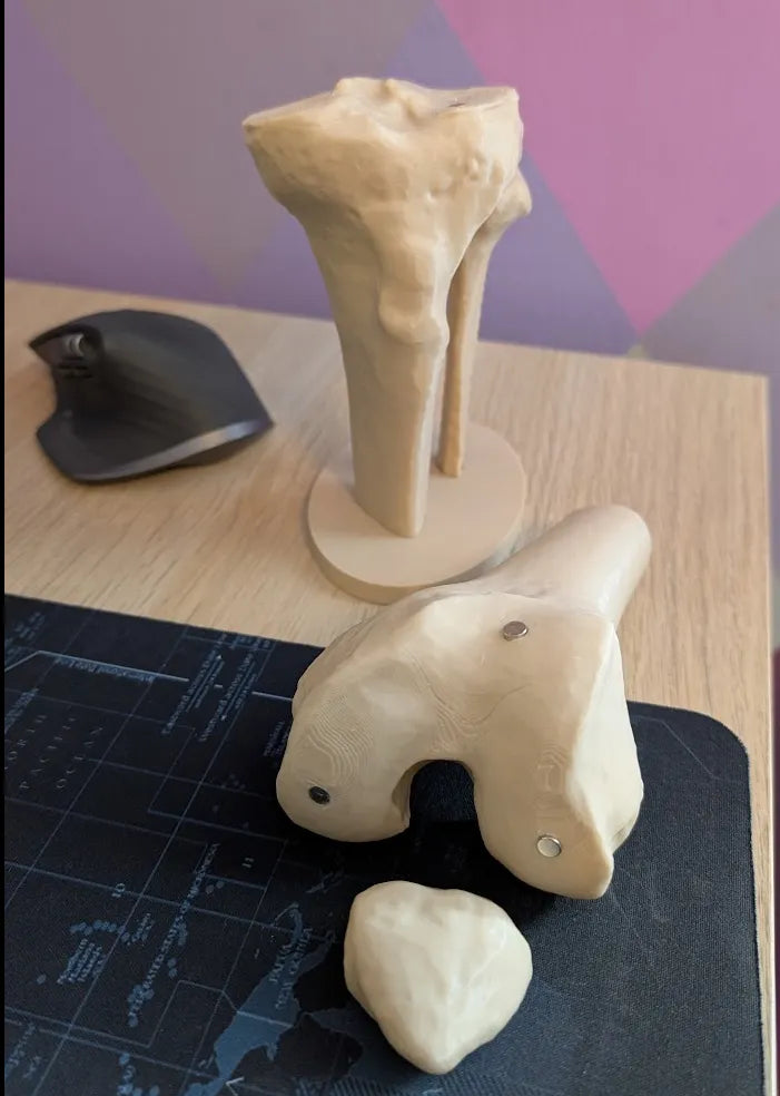 Modelo Anatómico Rodilla