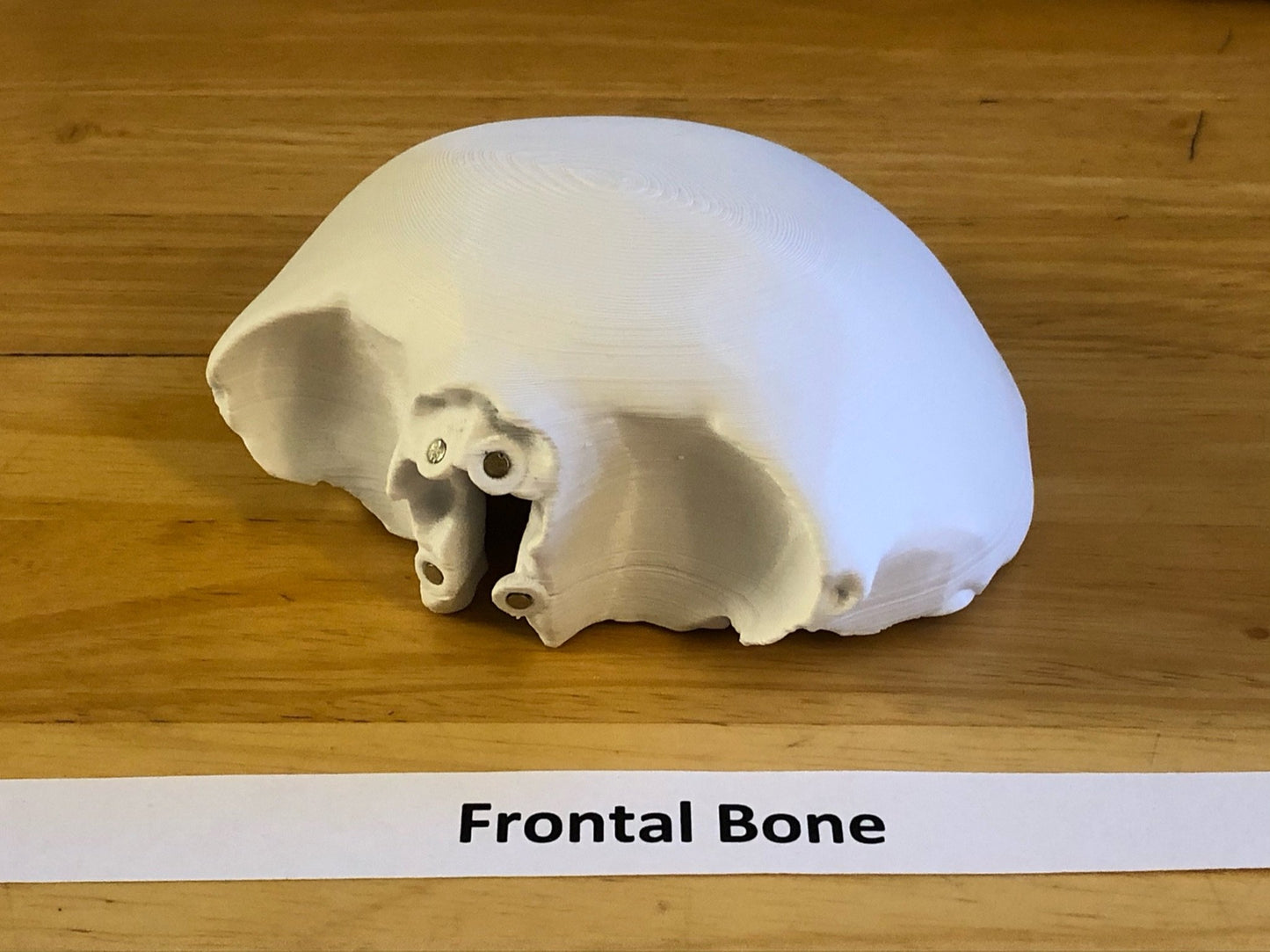 Craneo Humano Tamaño Real Anatomico