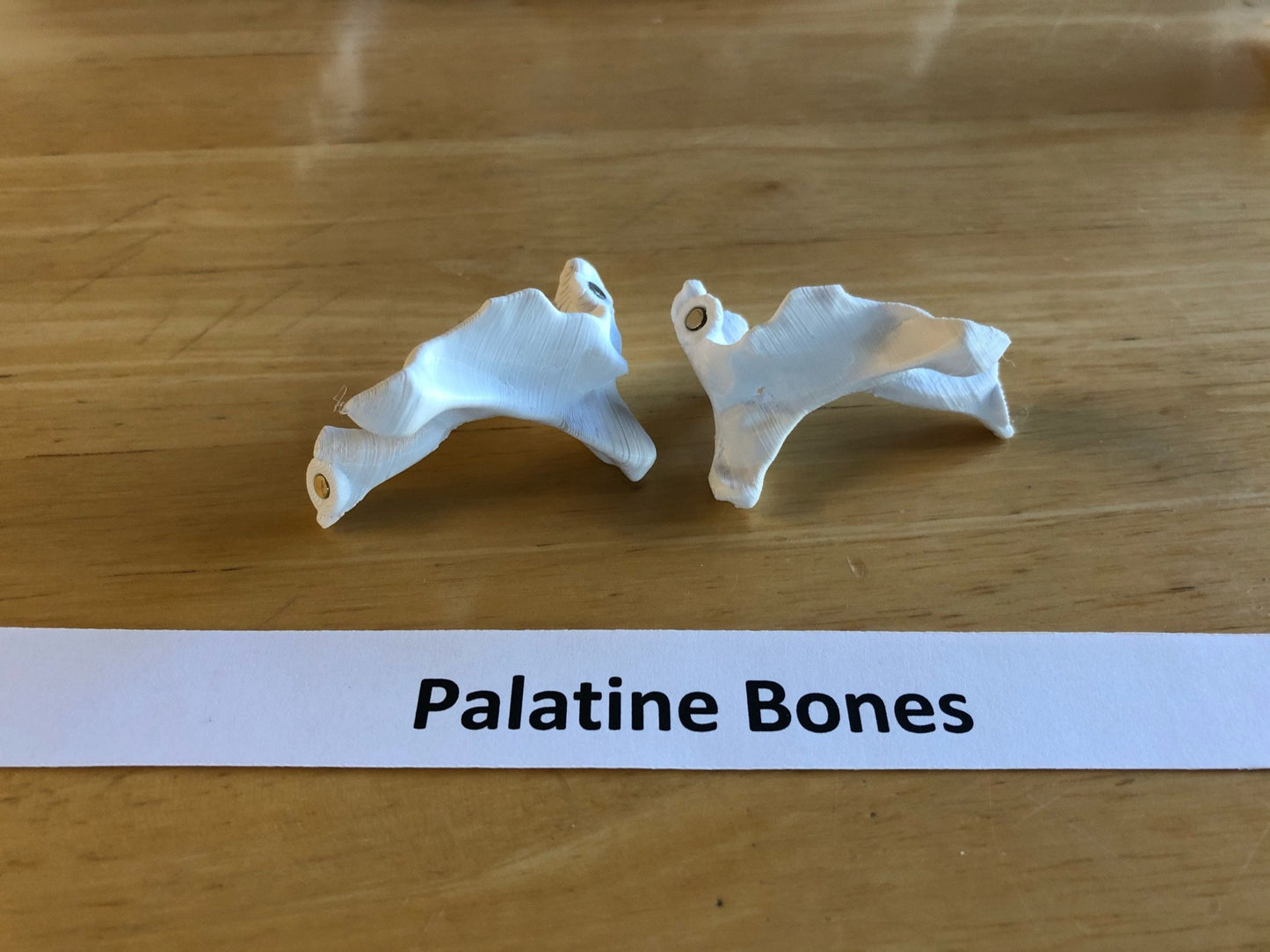 Craneo Humano Tamaño Real Anatomico