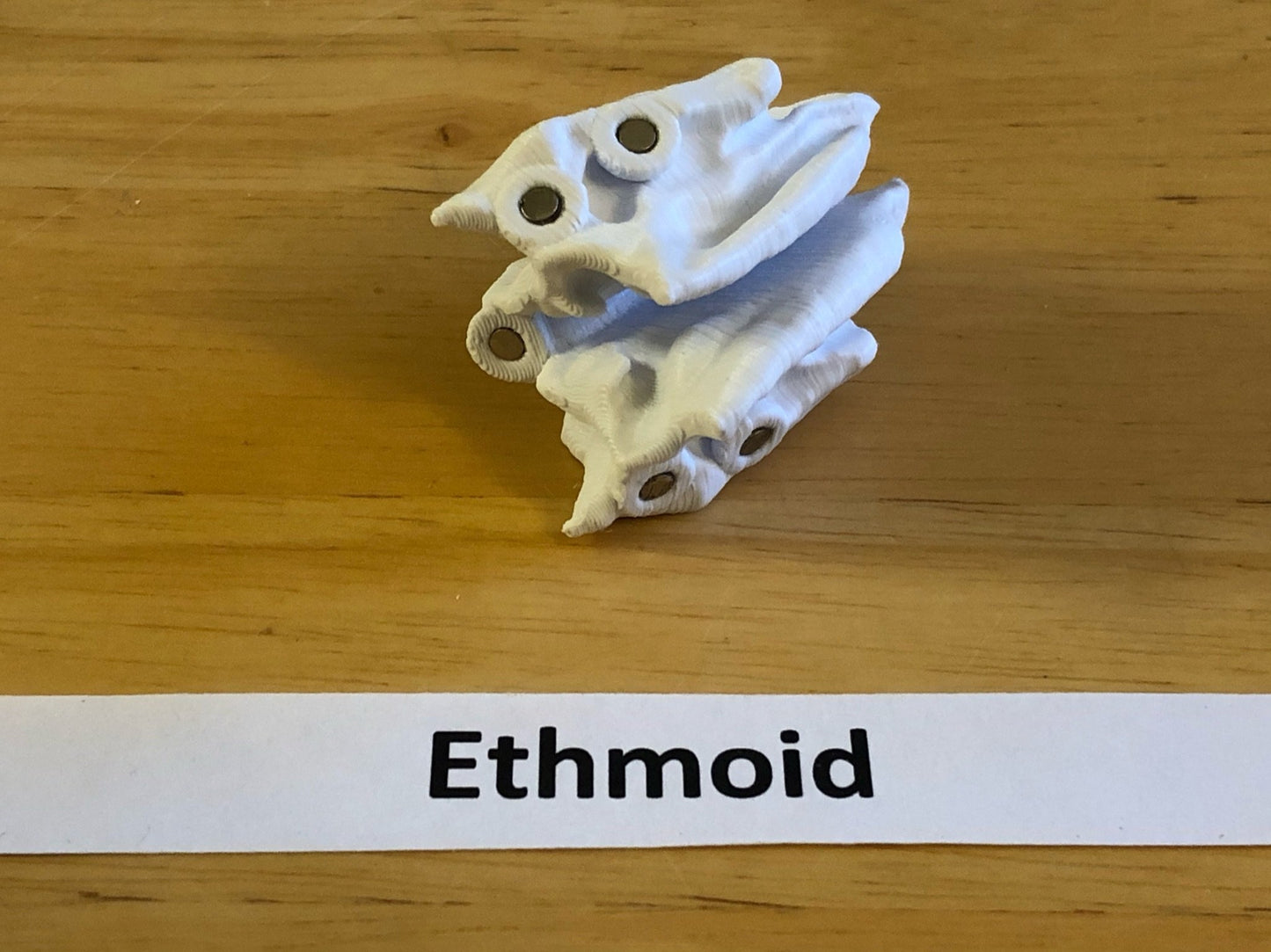 Craneo Humano Tamaño Real Anatomico