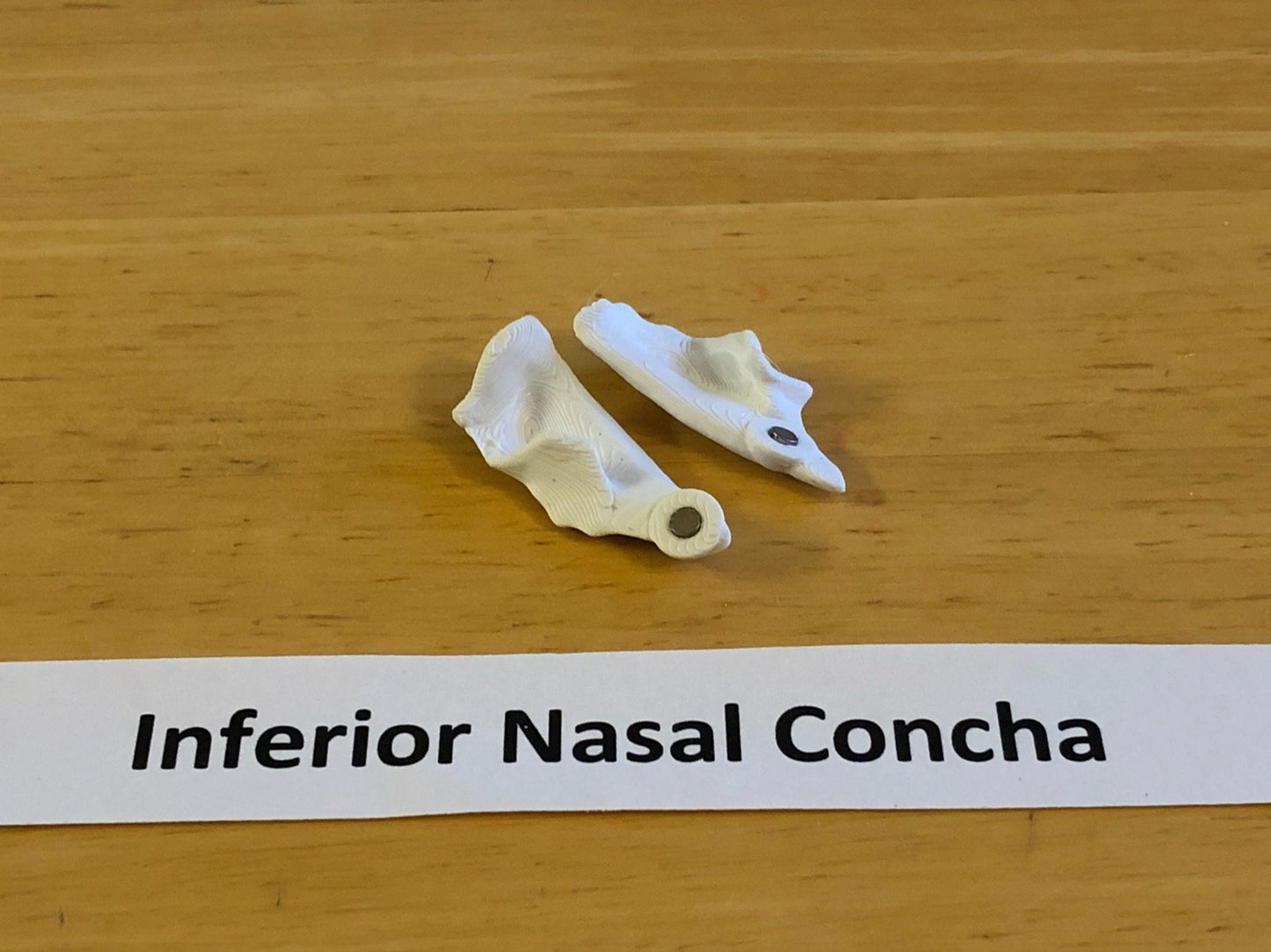 Craneo Humano Tamaño Real Anatomico