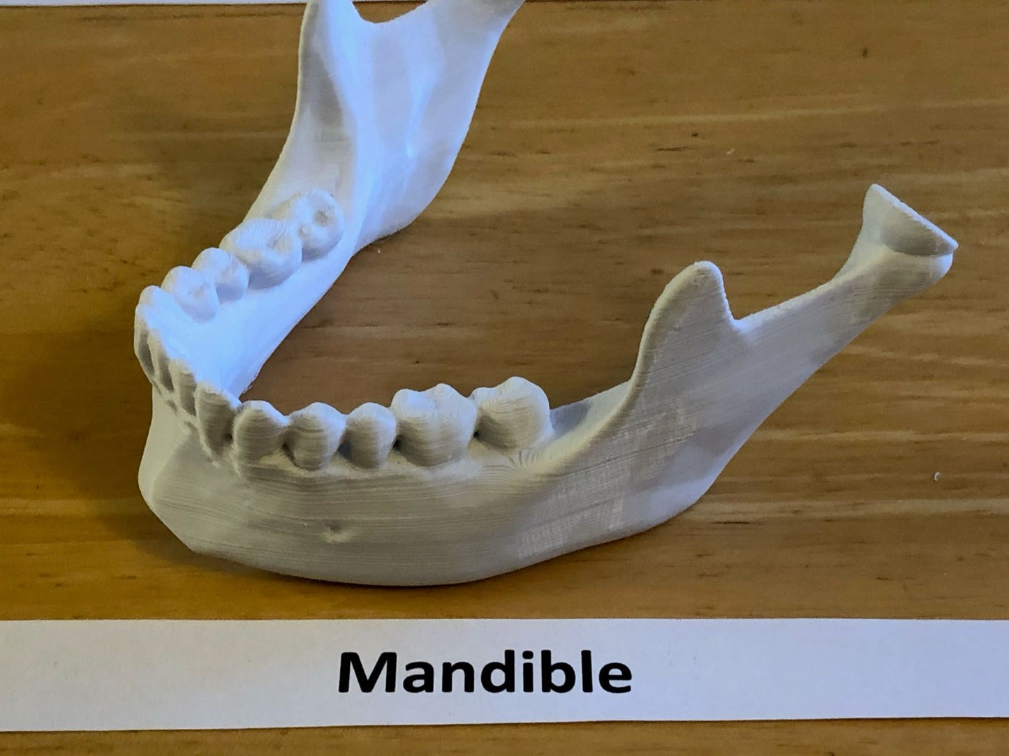 Craneo Humano Tamaño Real Anatomico