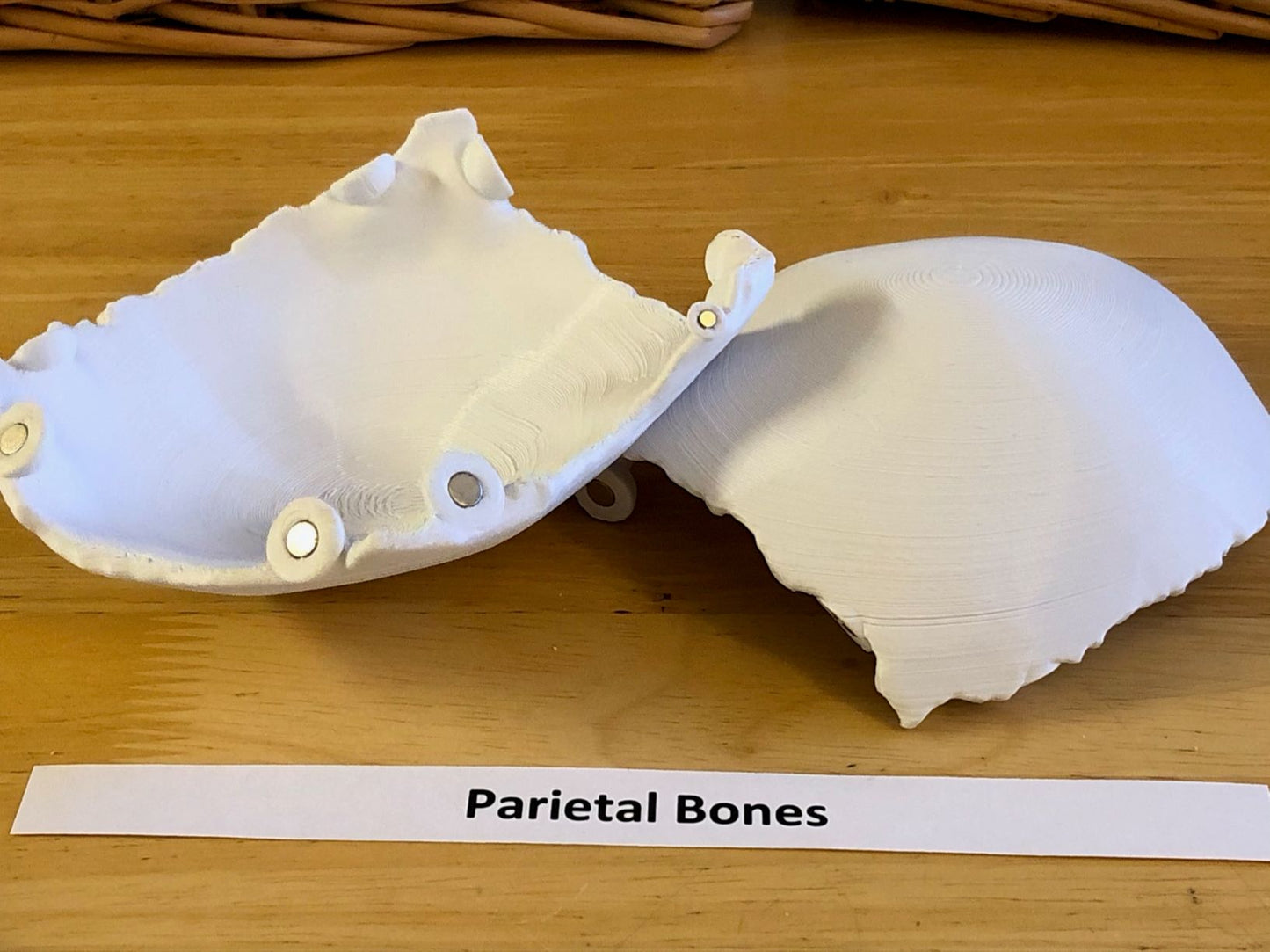 Craneo Humano Tamaño Real Anatomico