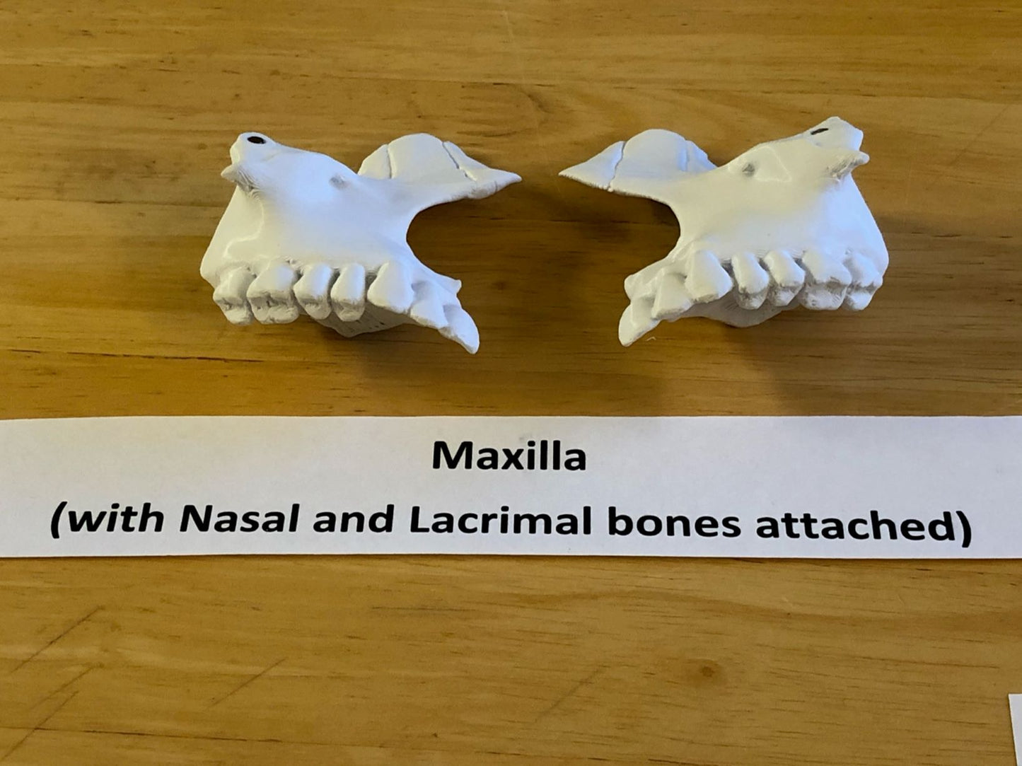 Craneo Humano Tamaño Real Anatomico