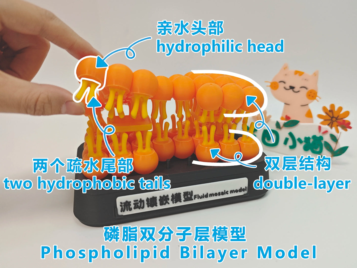 Modelo anatómico de mosaico fluido