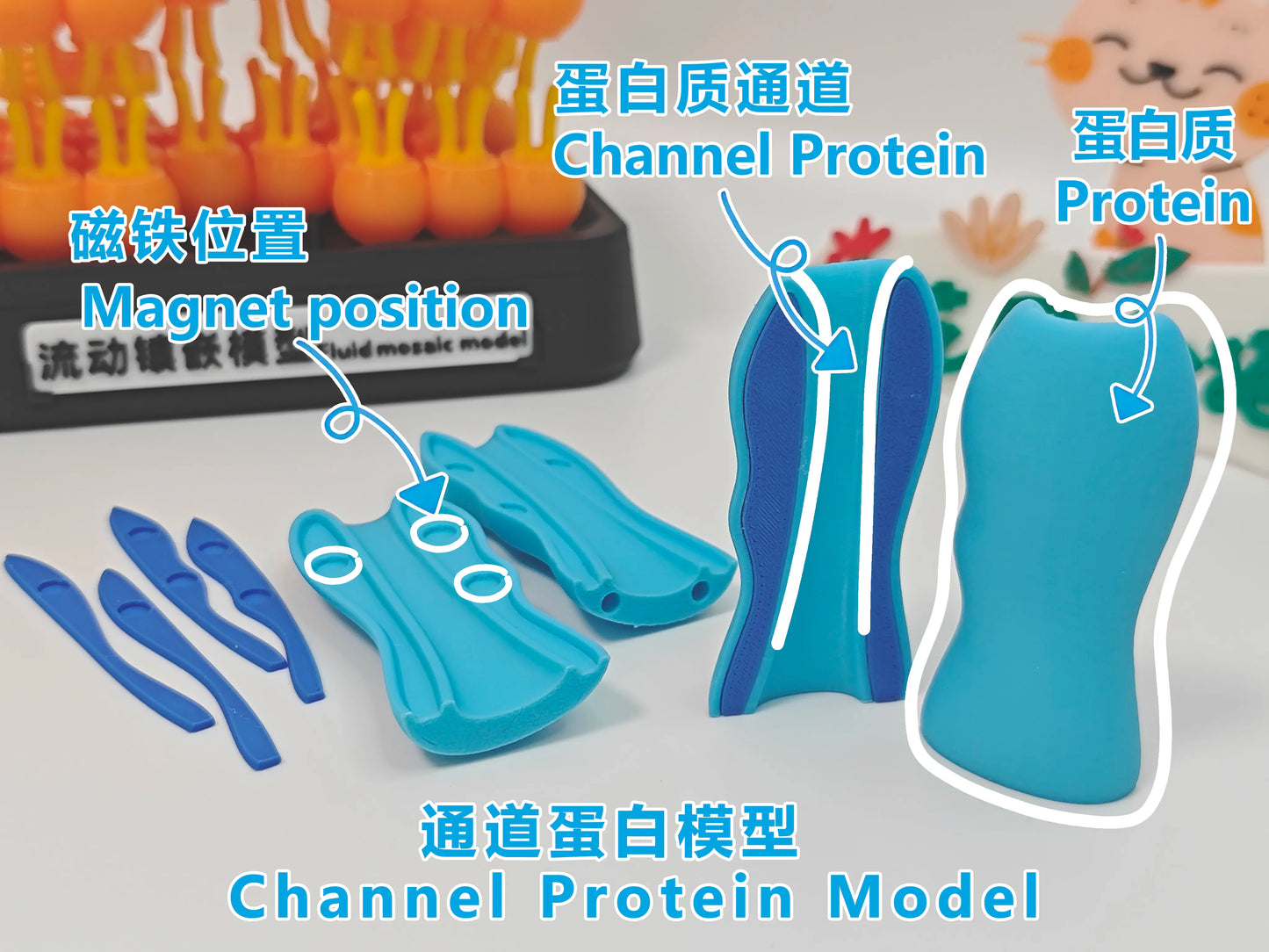 Modelo anatómico de mosaico fluido