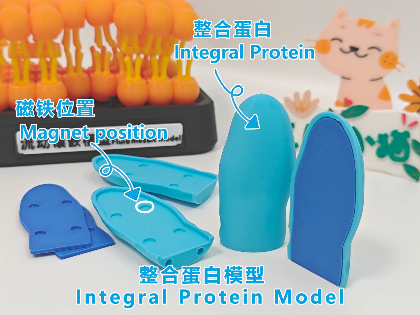 Modelo anatómico de mosaico fluido