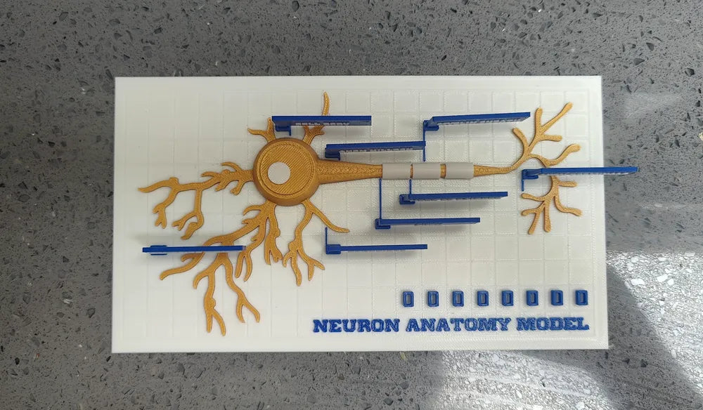 Modelo interactivo de anatomía neuronal
