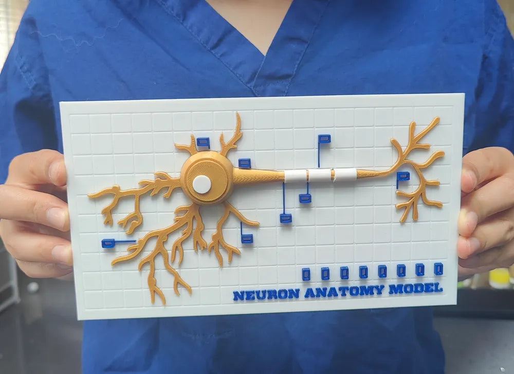 Modelo interactivo de anatomía neuronal