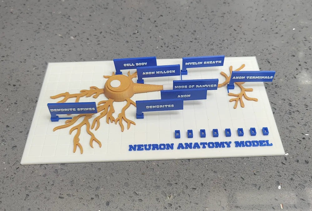Modelo interactivo de anatomía neuronal