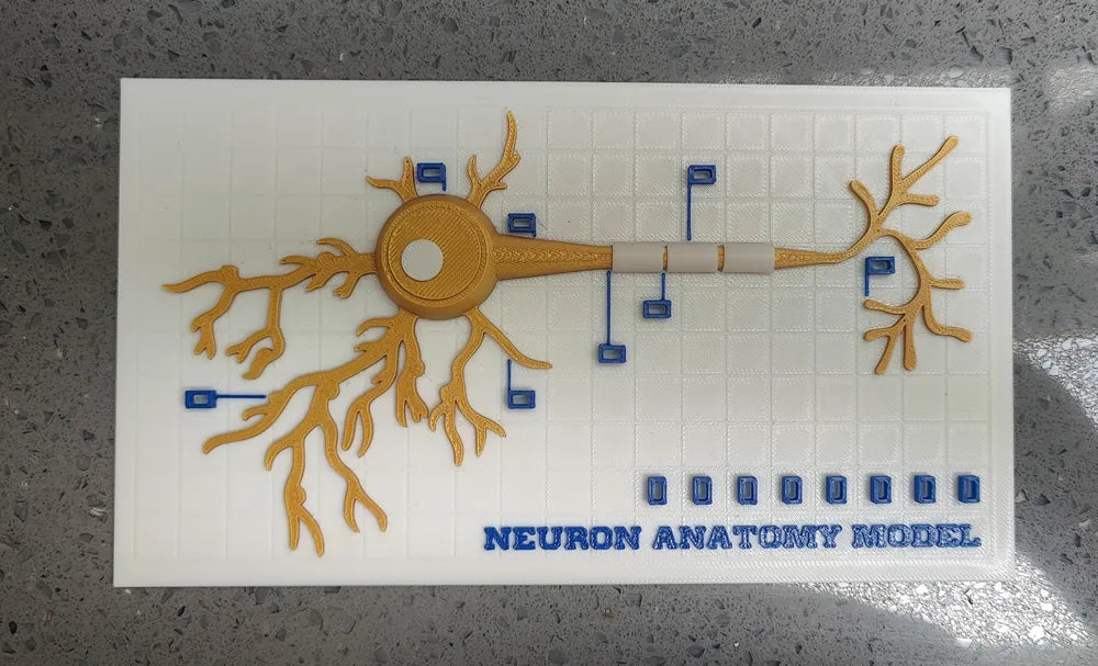 Modelo interactivo de anatomía neuronal