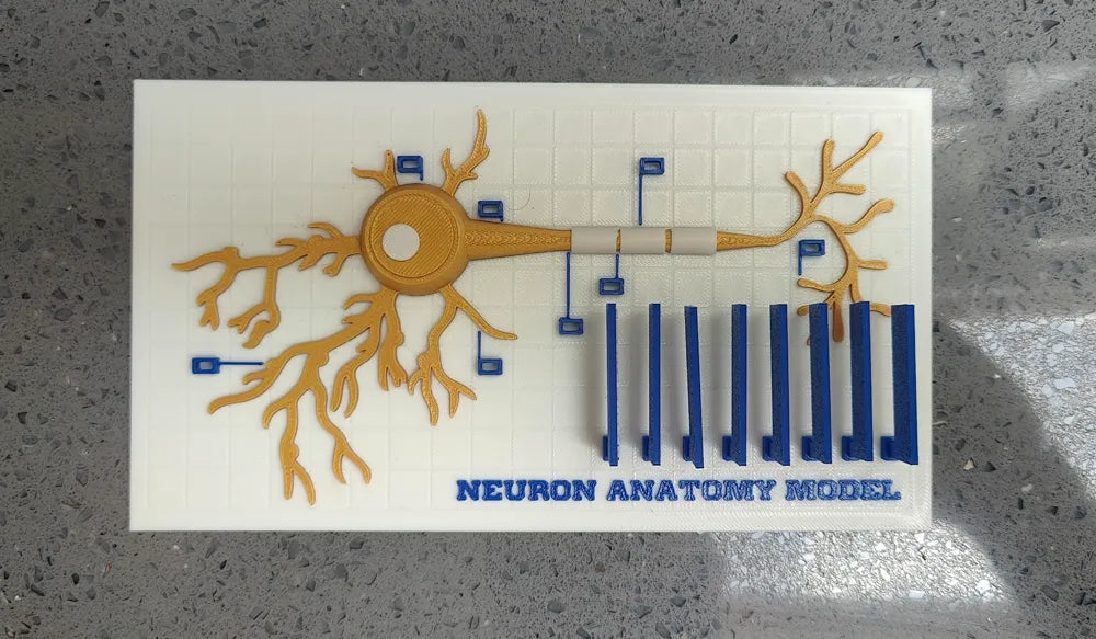 Modelo interactivo de anatomía neuronal