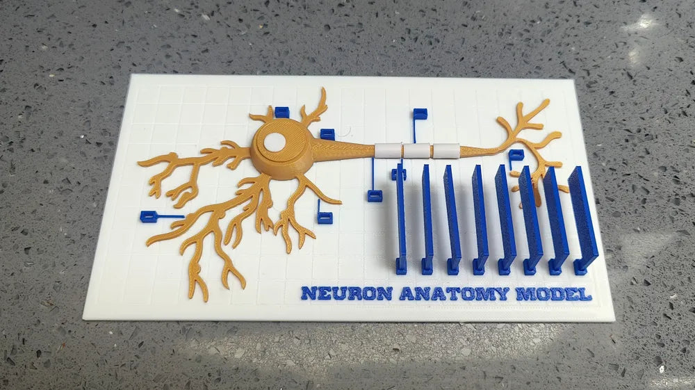 Modelo interactivo de anatomía neuronal