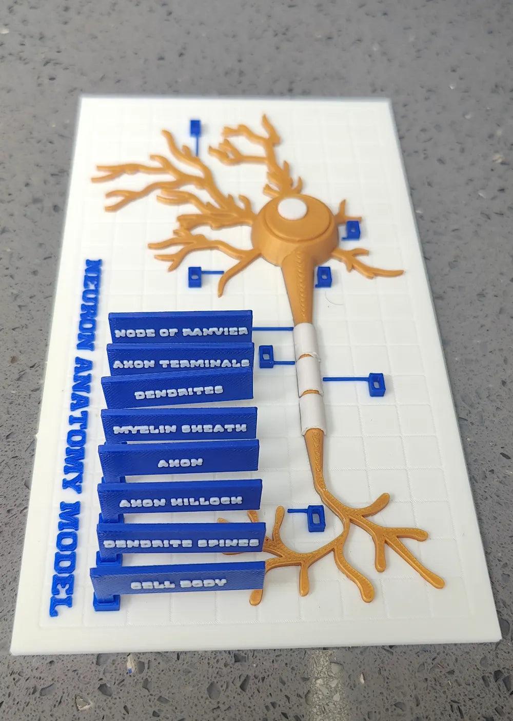 Modelo interactivo de anatomía neuronal
