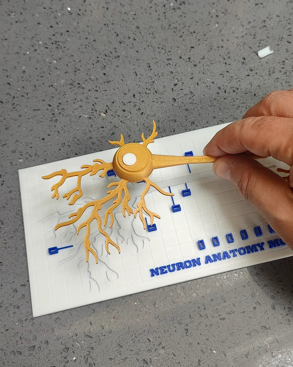 Modelo interactivo de anatomía neuronal