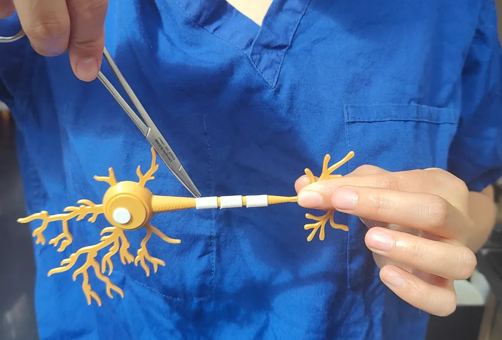 Modelo interactivo de anatomía neuronal