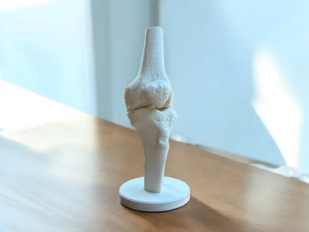 Modelo Anatómico Rodilla